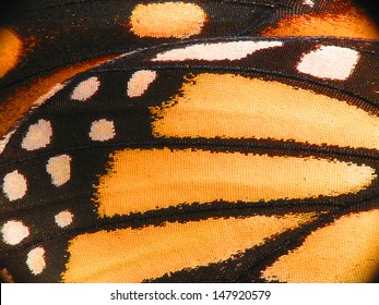 Super Macro Of A Monarch Butterfly Wing Showing The Scales Up Close