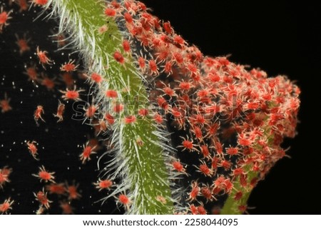 Super macro photo closeup of group of Red Spider Mite infestation on vegetable. Insect concept.