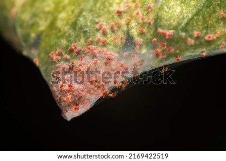 Super macro photo group of Red Spider Mite infestation on vegetable. Insect concept.