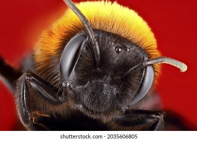 8,241 Honey Bee Face Images, Stock Photos & Vectors | Shutterstock