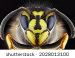 Super macro portrait of a wasp on a black background. Full-face macro photography. Large depth of field and a lot of details of the insect.