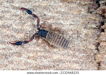 Super macro of Pseudoscorpion  also known as a false scorpion or book scorpion on tree bark.