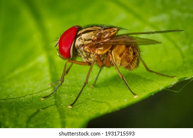 Super macro of Red eye flies in nature in Thailand. 