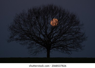 Super moon behind lonely tree on field, night shot of a full moon behind trees silhouette