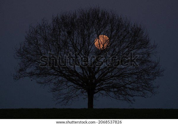 Super moon behind lonely tree on field,\
night shot of a full moon behind trees\
silhouette