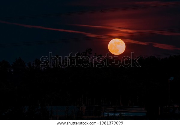 The\
super moon of May 26, 2021 as seen from the province of Pisa,\
Tuscany, Italy, Europe, rises over a forest of\
trees