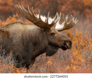 Super Moose of Denali National Park - Shutterstock ID 2277364055