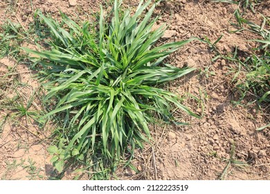 Super Napier Pakchong 1 Grass Stock Photo 2122223519 | Shutterstock