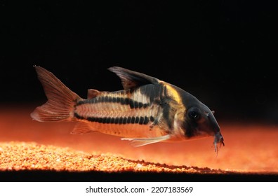 Super Parallelus Cory Catfish In Aquarium