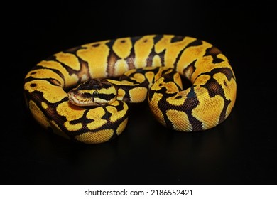 Super Pastel Ball Python On Black Background 