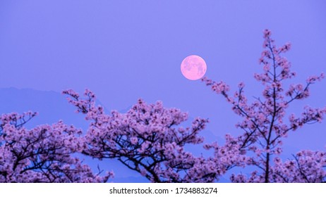 Super Pink Moon With Sakura In Japan