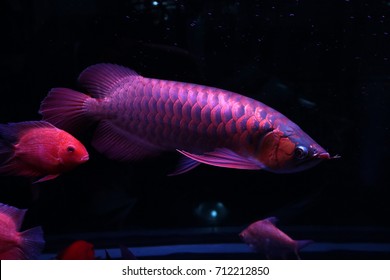 Unduh 510+ Background Aquarium Arwana Golden Red Gratis Terbaik