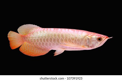 Super red Arowana isolated on Black Background