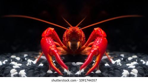 The Super Red Crayfish Show Power In The Fish Tank And Black Background.It's Very Strong Crayfish On The Black Stone In The Water.