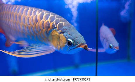 Super Red Golden Arowana Fish is a rare arowana.