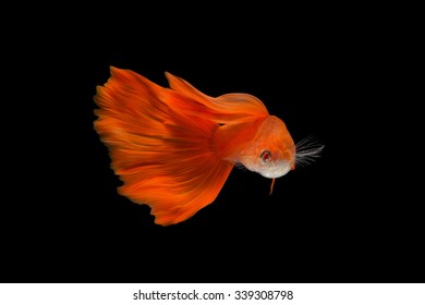 Super Red Guppy,Guppy Multi Colored Fish,in Aquarium