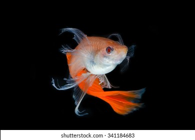 Super Red Guppy,Guppy Multi Colored Fish,in Aquarium