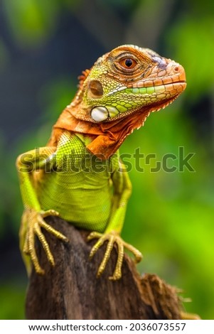 Similar – Image, Stock Photo Colorful Chin Exotic