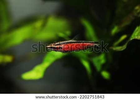 Super Red pencil fish (Nannostomus Cenepa) 