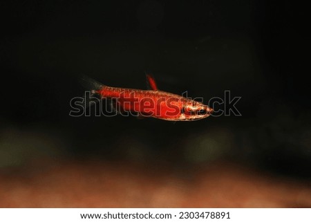 Super Red Pencilfish (Nannostomus sp.) from Rio Amaya 