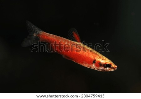 Super Red Pencilfish (Nannostomus sp.) from Rio Amaya 