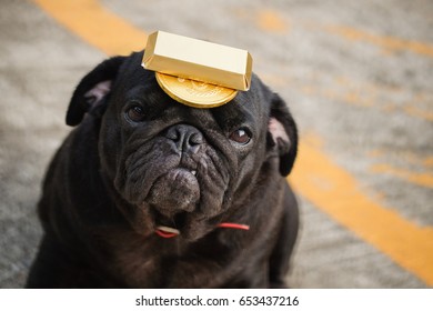 Super Rich Pug Dog.(Funny Pug Dog Playing With Gold Chocolate)