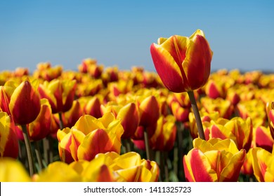 2,865 Tulp Images, Stock Photos & Vectors | Shutterstock