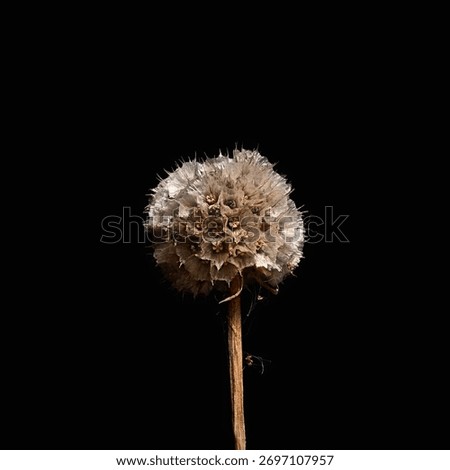 Super sharp macro shot of a thrift