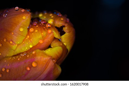 Super sharp natural and delicate macro shot of an orange yellow closed tulip appearing from the left side covered with sparkling water droplets dew looking magical and mysterious on black background 