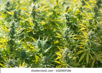 Super Skunk Feminized Cannabis Farm Marijuana Weed Outdoor
