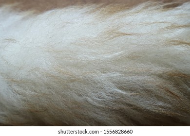 Super Soft Natural Lambswool Feather Duster Fur Background              