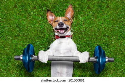 Super Strong Dog Lifting  Big Blue Dumbbell Bar