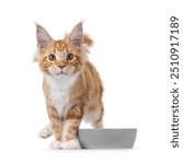 Super sweet red with white young Maine Coon cat, standing beside grey food bowl. Looking straight to camera, isolated on a white background.