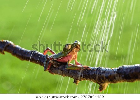 Super tiger-leg monkey tree frog (Phyllomedusa tomopterna), Alajuela, Costa Rica