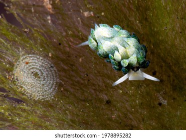A Super Tiny (3mm) Sea Slug Costasiella Sp. Laying Eggs On The Sea Grass. Underwater Macro Life Of Tulamben, Bali, Indonesia.