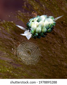 A Super Tiny (3mm) Sea Slug Costasiella Sp. Laying Eggs On The Sea Grass. Underwater Macro Life Of Tulamben, Bali, Indonesia.