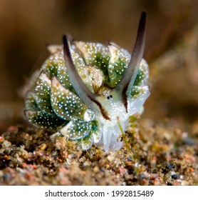 A Super Tiny (5mm) Sea Slug - Costasiella Formicaria Feeding On Sea Grass. Underwater Macro Life Of Tulamben, Bali, Indonesia. 