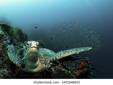 Super Turtle From Moalboal Cebu