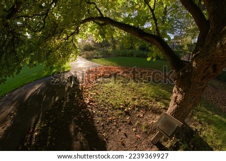 Super wide perspective from under the branches of an established mulberry tree in sheffield botanical gardens. Mulberry bush leaves give dappled light