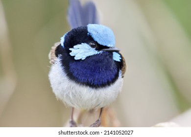 Superb fairy wren. Blue wren. Bird 