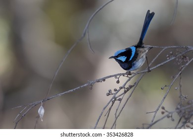 Superb Fairy Wren, Male