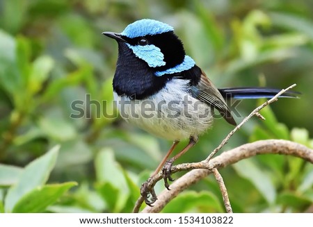 The Superb Fairy Wren is a pas-serine bird in the Australasian wren family and is common and familiar across south-eastern Australia