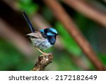 The superb fairywren (Malurus cyaneus) is a passerine bird in the Australasian wren family, Maluridae, and is common and familiar across south-eastern.Species: M. cyaneus
Family: Maluridae.