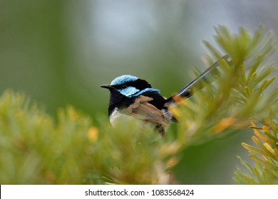 The superb fairywren (Malurus cyaneus) is a passerine bird in the Australasian wren family, Maluridae, and is common and familiar across south-eastern Australia.