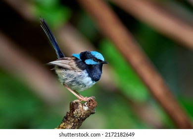 The superb fairywren (Malurus cyaneus) is a passerine bird in the Australasian wren family, Maluridae, and is common and familiar across south-eastern.Species: M. cyaneus
Family: Maluridae. - Powered by Shutterstock