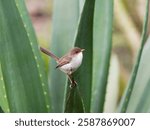 Superb fairywren (Malurus cyaneus) perched on a succulent plant.