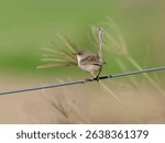 Superb Fairywren (Malurus cyaneus) perched on a fence wire with bokeh background.