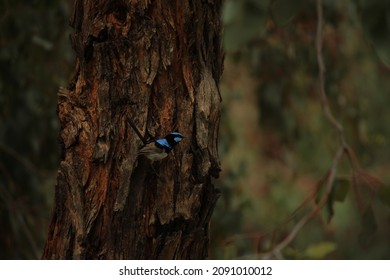 Superb Fairywren On Bark Tree