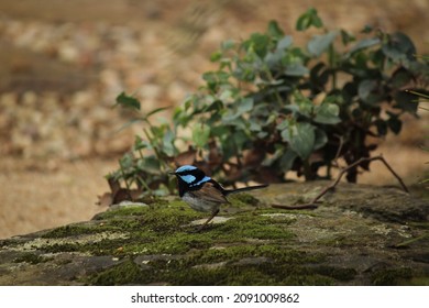 Superb Fairywren On Mossy Rock