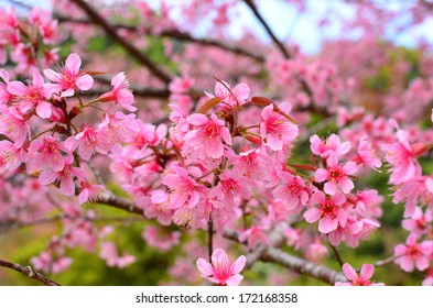 Superb Pink Full Bloom Cherry Blossom 